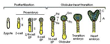 embriogênese de uma dicotiledônea: zigoto fase de torpedo fase de globular fase de bengala Desenvolvimento da