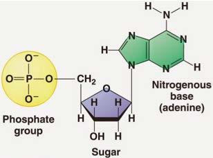 Ligação Fosfodiéster Nucleotídeos: unidade monomérica dos ácidos