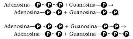 Termodinâmica da Ligação Fosfodiéster Uso de precursores ativados Para o DNA: datp, dgtp, dctp, dttp; Para o RNA: ATP, GTP, CTP,