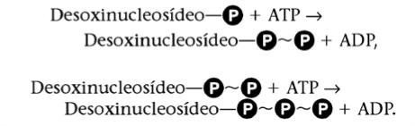 Termodinâmica da Ligação Fosfodiéster Formação desoxitrifosfatos: transferência de grupos do