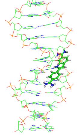 diferente. A intercalação do DAPI é feita na minor grove da cadeia de ADN, da parte lateral da dupla hélice. A figura 2 ilustra essa intercalação.