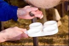 do teste CMT (California Mastitis Test) (Figura 1). Figura 1. Teste CMT e teste da caneca Fonte: www.rehagro.com.