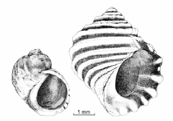 - Dimensão do opérculo The moderate and wave-exposed ecotypes of Littorina saxatilis present in wave-exposed rocky shores of NW Spain.