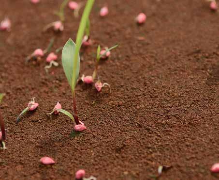 A companhia adiciona valor em cada semente, melhorando a probabilidade de que estas se transformem em plantas produtivas logo após o plantio.