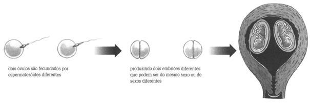 Como esses gêmeos se desenvolvem de células-ovo distintas, que vieram da união de gametas com genes diferentes, eles não são tão parecidos quanto os idênticos.