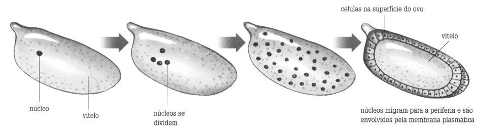 A região do polo vegetativo da blástula sofre invaginação formando os dois primeiro folhetos embrionários (ectoderma e mesentoderma) e a futura cavidade digestiva conhecida como