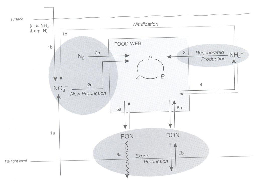 Impacto da Produção de MO Fonte de nutrientes: - Autóctona - Alóctona PP Nova vs.