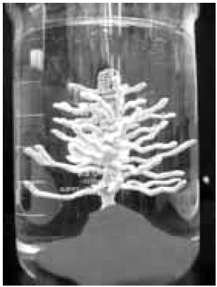 Questão 08 - (FAMERP SP/2016) A imagem mostra o resultado de um experimento conhecido como árvore de prata, em que fios de cobre retorcidos em formato de árvore são imersos em uma solução aquosa de