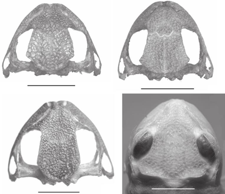 106 E. Izecksohn & S. P. de Carvalho-e-Silva 22 23 24 25 Figuras 22-25. Vistas dorsais de crânios de exemplares de Gastrotheca mostrando as diferentes formas dos frontoparietais: (22) G.
