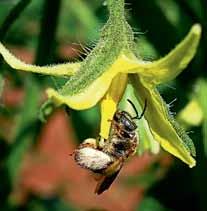 Por isso, os polinizadores das flores do tomateiro são abelhas fêmeas capazes do comportamento de vibração (fig.4).