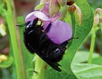 São abelhas de grande porte, com 11 mm a 33 mm de comprimento, em geral, de coloração preta com pilosidade densa de cor preta e amarela.