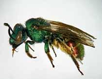 Augochloropsis Grupo bastante diverso, com grande número de espécies no Brasil. Essas abelhas têm coloração metálica, frequentemente em tons de verde (fig.8).