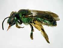 Lange, 1959; Coelho, 2002). São abelhas de tamanho pequeno a médio, que possuem voo atingindo distâncias relativamente curtas a partir dos ninhos.