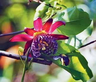 Oxaea flavescens (visitando flor de berinjela) e (B) Epicharis flava