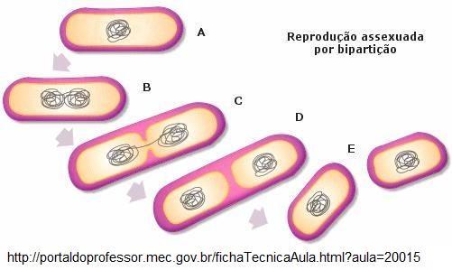 REPRODUÇÃO ASSEXUADA A reprodução mais comum nas bactérias é assexuada por bipartição.