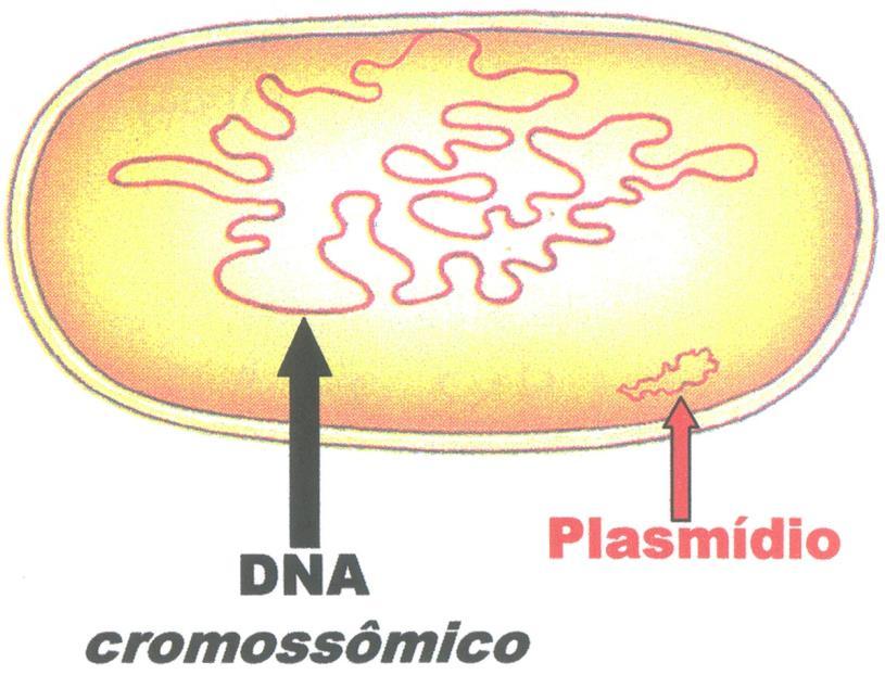 A região ocupada pelo material genético bacteriano = nucleóide.