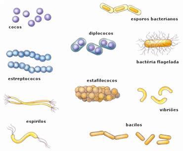 As bactérias apresentam formas diferentes e são classificadas como: Cocos: formato arredondado