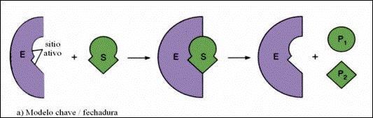 Enzimas Centro ativo: região da enzima