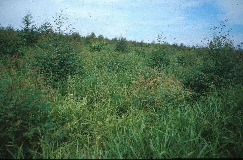 Manejo de Ervas Daninhas - Áreas de Pastagens ou Agrícolas Abandonadas - Presença de Ervas Daninhas em Área Total - Se Não