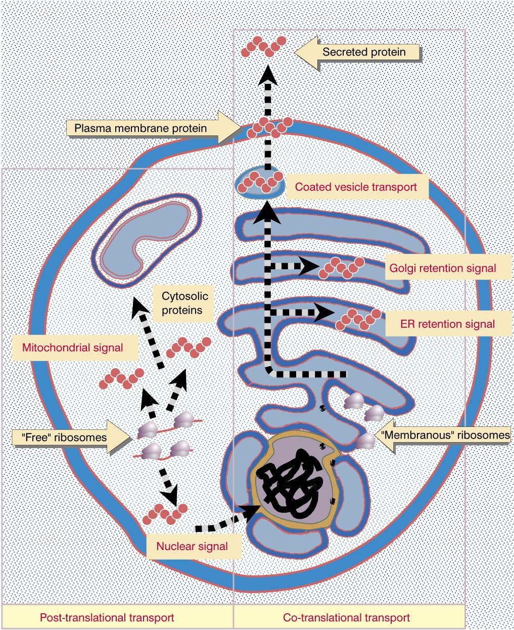 Localização Intracelular de Proteínas Lewin (2000) Genes VII As proteínas podem ir para a sua devida localização após terem sido completamente sintetizadas no citoplasma, em ribossomas livres, ou