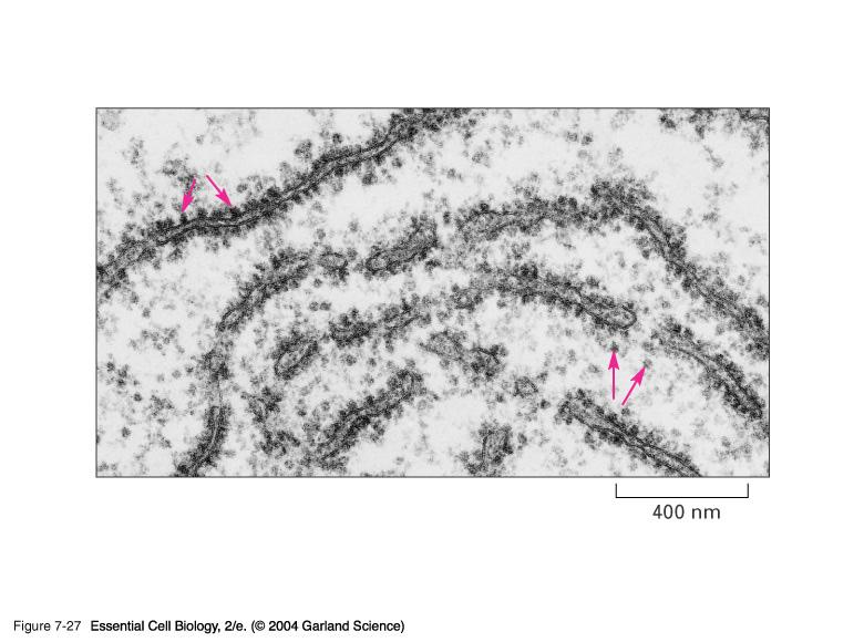 Ribossomas: : Livres e Ligados ao RE Mitocôndrio Peroxissoma Núcleo Cloroplasto Ribossomas Livres Ribossomas