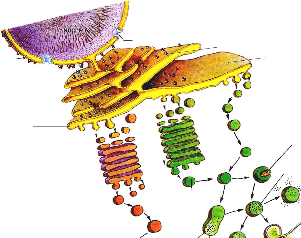 -317- As Actividades do Retículo Endoplasmático e do Golgi Poro nuclear R m so os ib Ribossoma Retículo liso a