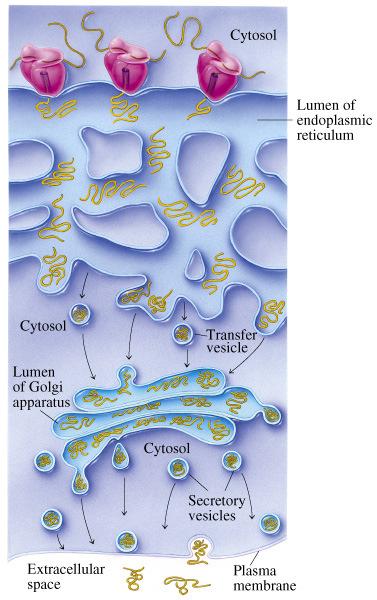 A Via Secretora em Eucariotas Síntese Retículo Golgi Vesículas Membrana