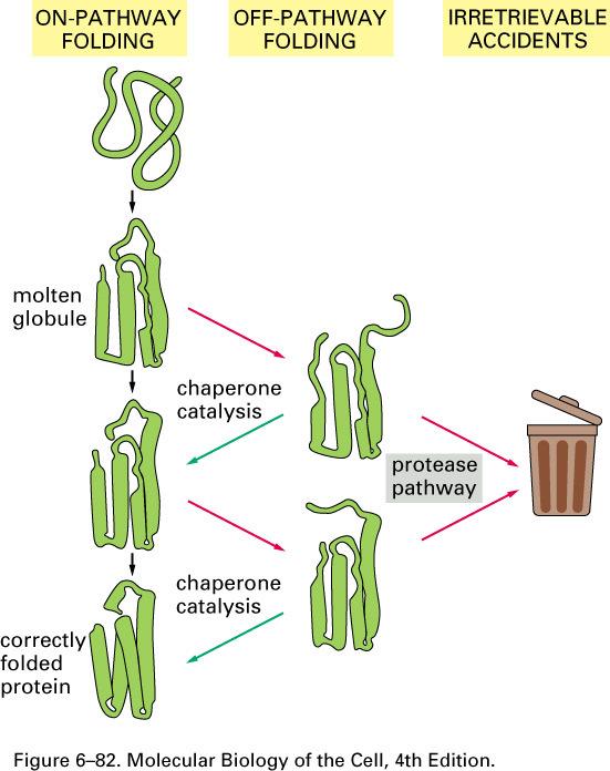 Vias de Degradação das Proteínas Proteases específicas