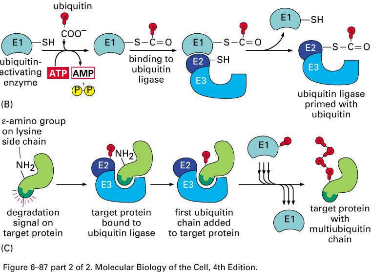 Targeting das Proteínas para Degradação por Ubiquitinação O ciclo da ubiquitina envolve três actividades: E1