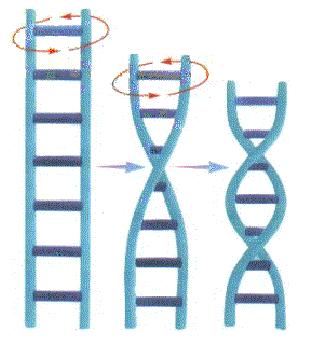 DNA Carbono 1' Ligação