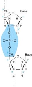DNA Ligação 3'-5' fosfodiester Ligação covalente que é produzida entre dois grupos hidroxila ( OH)