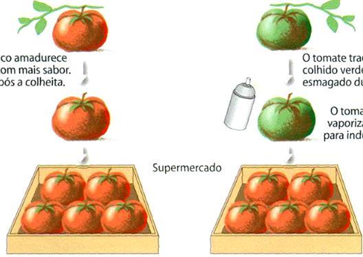 Flavr Savr (Calgene) Tomate geneticamente modificado Tomate tradicional O tomate GM