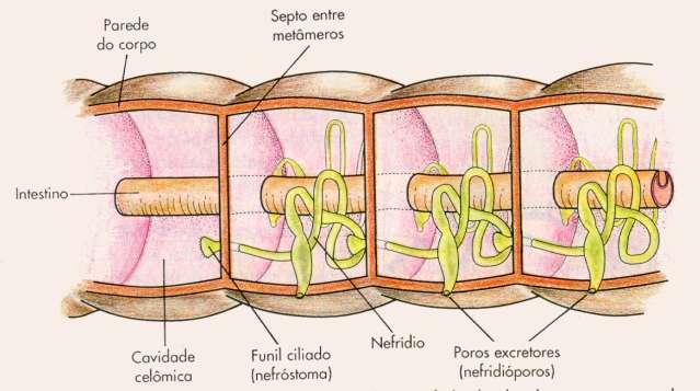 O sistema excretor dos anelídeos é constituído por NEFRÍDEOS localizados aos pares em cada segmento corporal.