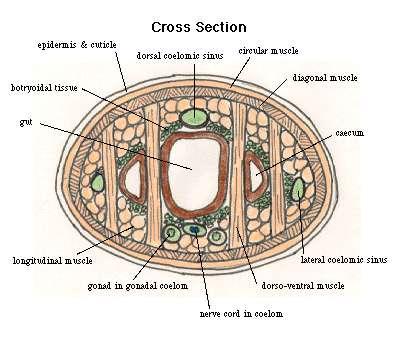 Anatomia Comparada