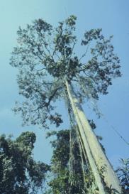 Couratari multiflora Ceiba pentandra Distância