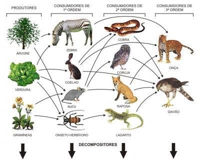 Quatro processos biológicos organizam comunidades biológicas: Competição, predação, herbivoria e mutualismo Interações de