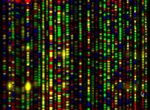 Seqüenciamento automático de DNA utilizando a técnica de Sanger Cada faixa colorida representa uma seqüência que é automaticamente convertida em um cromatograma, que por sua vez é interpretado para a