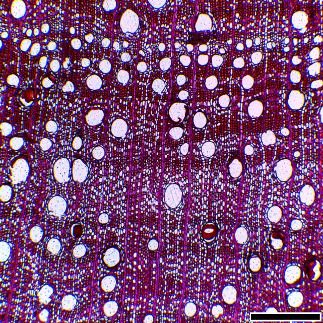 fraxinifolium e (E e