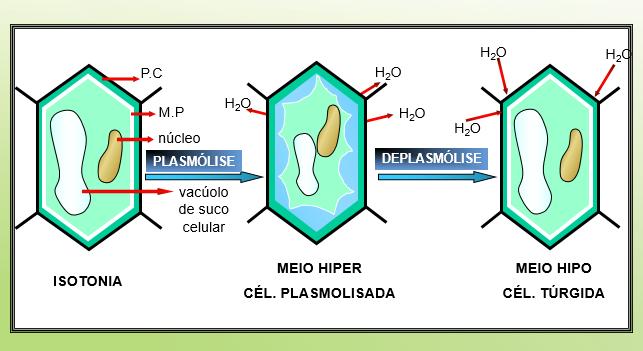 MEMBRANA PLASMÁTICA FLUXO