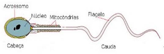 / Espermatozóides Produz o Lisossomo Acrossomo: vesícula presente na cabeça do espermatozóide,