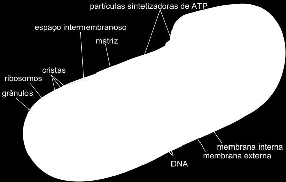 DNA e ribossomos próprios Capazes de autoduplicação FUNÇÃO: