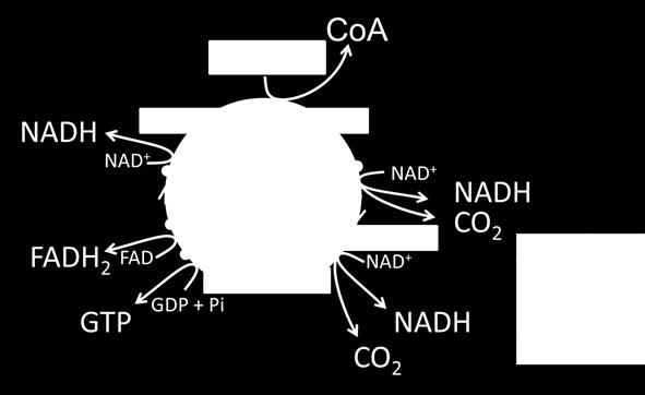 ORGANELA ENERGIA MITOCÔNDRIA É responsável pela maior parte da oxidação de
