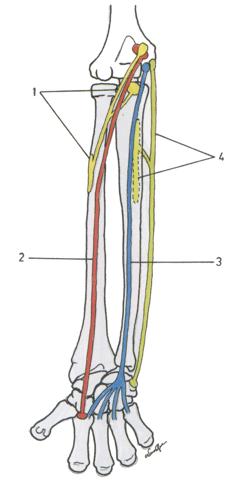 B.1. Os músculos anteriores do antebraço encontram-se divididos em quatro planos.