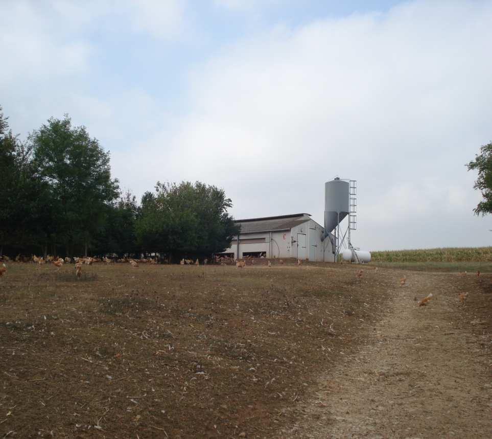 a propriedade rural de criação de frangos de alta performance