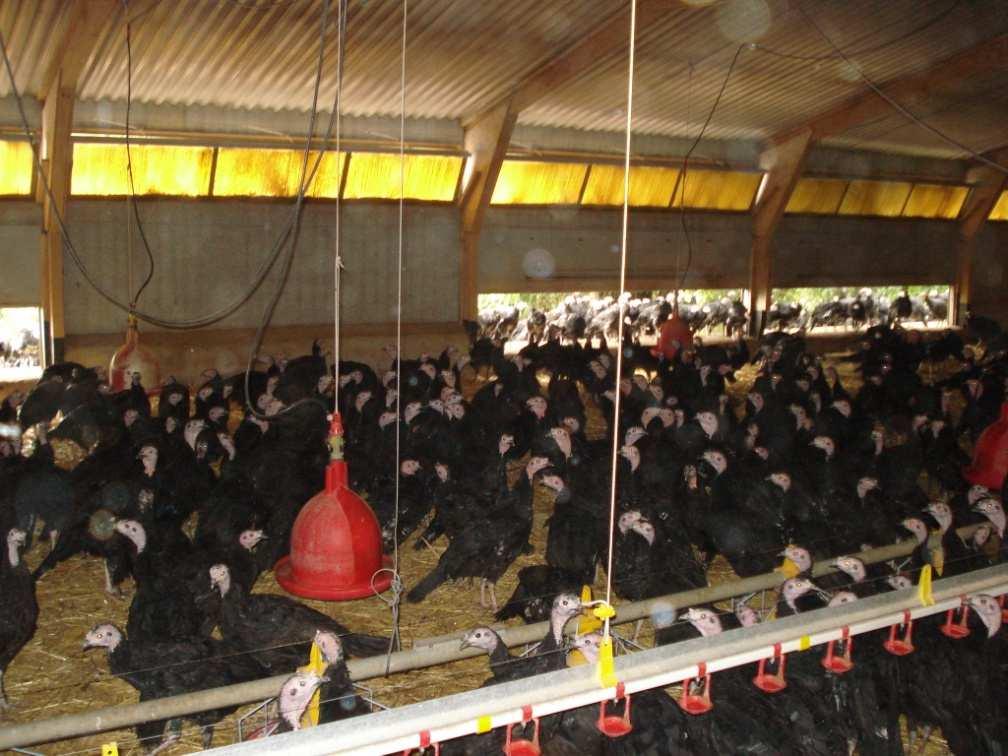 Nas unidades visitadas, com criação de frango que tem acesso a pasto, quem faz o trabalho de