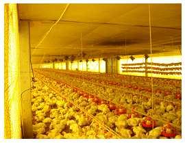2) Technology Analysis of performance of the broilers