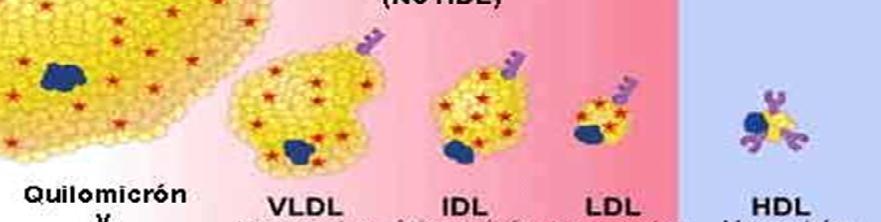 % % % % QUILOMÍCRONS VLDL LDL HDL Triglicerídeos 85 50 8 5 Colesterol Esterificado