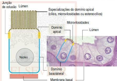 Mantêm as diferenças nas composições moleculares das regiões apical e