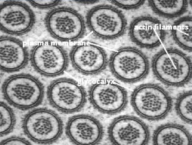 especializações na porção apical da célula epitelial Microscopia