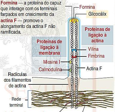 microfilamentos de